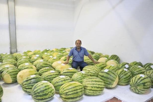 137 Diyarbakır karpuzu, festivaldeki yarışma için soğuk hava deposunda