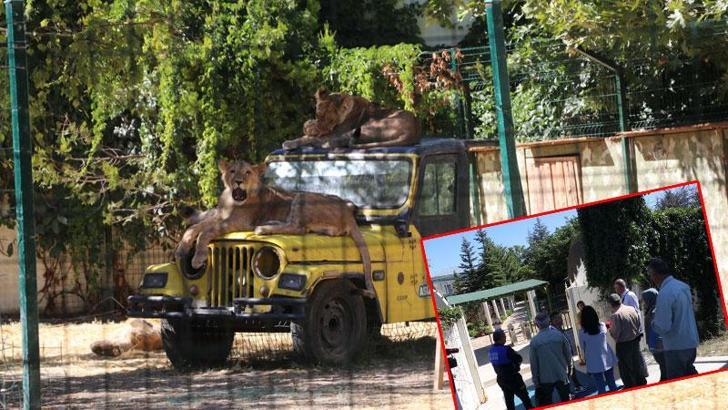Mahalle arasındaki hayvanat bahçesi mühürlendi