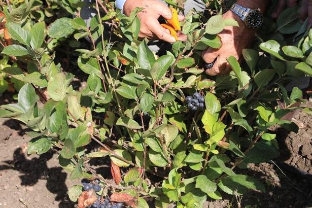 Büyükçekmece'de aronya meyvesinin ilk hasadı gerçekleşti