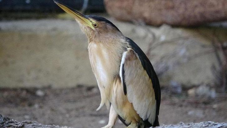 Yaralı balaban kuşu, fizik tedaviyle sağlığına kavuştu