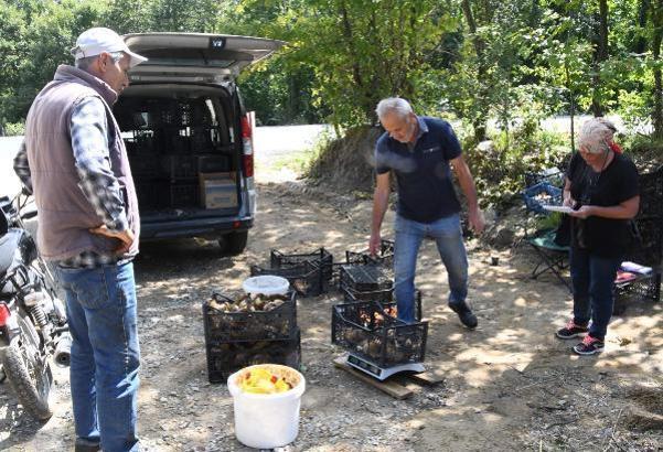 Istranca Ormanları'nda 2 yılın ardından mantar bereketi