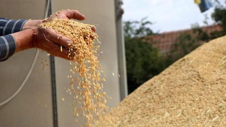 Bakanlık desteğiyle çeltik üretimi, 1 milyon tona çıktı