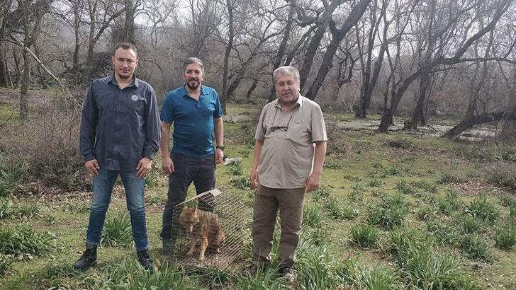7 bin 784 yaban hayvanı, tedavi edilerek doğaya bırakıldı