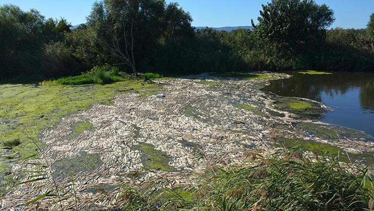 Bakırçay'daki toplu balık ölümlerinde iki belediye hakkında suç duyurusu