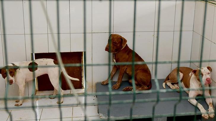 Belediyenin Kedi Evi'ne giren 3 pitbull, 12 kediyi öldürdü