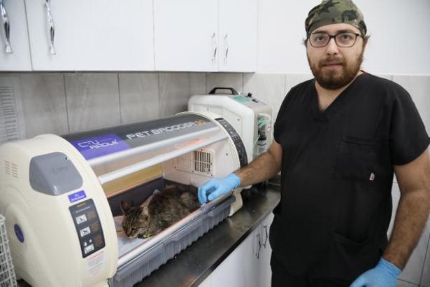 Belediyenin Kedi Evi'ne giren 3 Pitbull, 12 kediyi öldürdü (2)