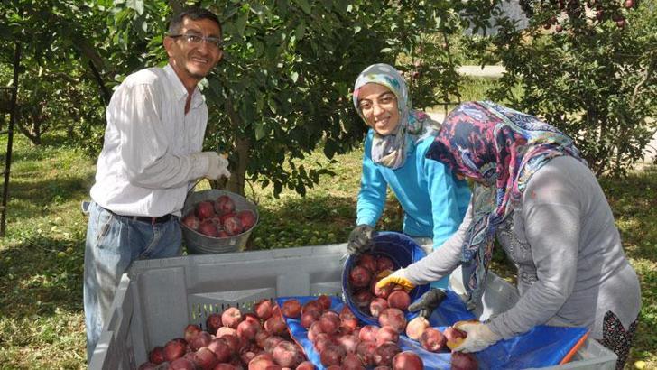 Türkiye'deki 4 elmadan 1'inin üretildiği Isparta'da hasat başladı