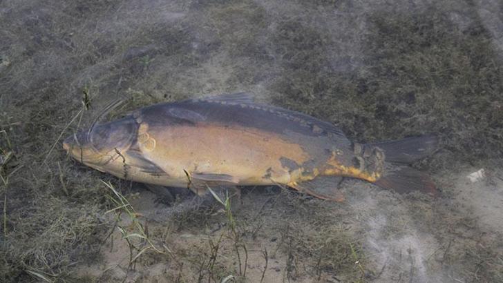 Bolu'da içme suyu barajında balık ölümlerine inceleme