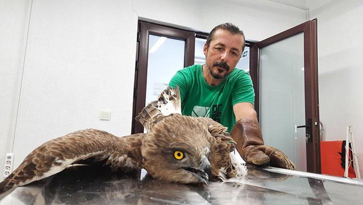 Kanadı kırılan yılan kartalının tedavisi devam ediyor