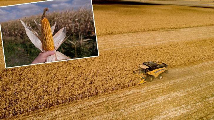 Türkiye’nin mısır rekoltesinin yüzde 40’ı, Konya Ovası’ndan