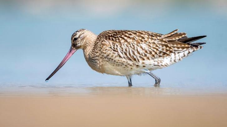 'Uçuş rekortmeni' kuş, Mersin'de mola verdi