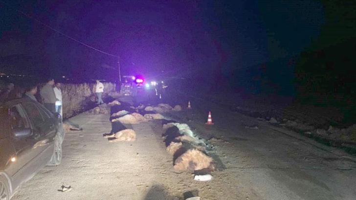 Otomobil sürüye çarptı; 30 koyun öldü