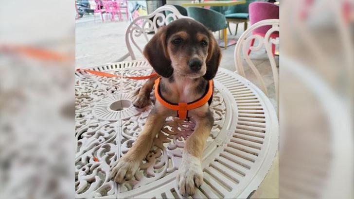 Kayıp köpeği 'Latte' için 5 bin lira ödül koydu