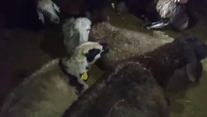 Ağrı’da kurtlar koyun sürüsüne saldırdı