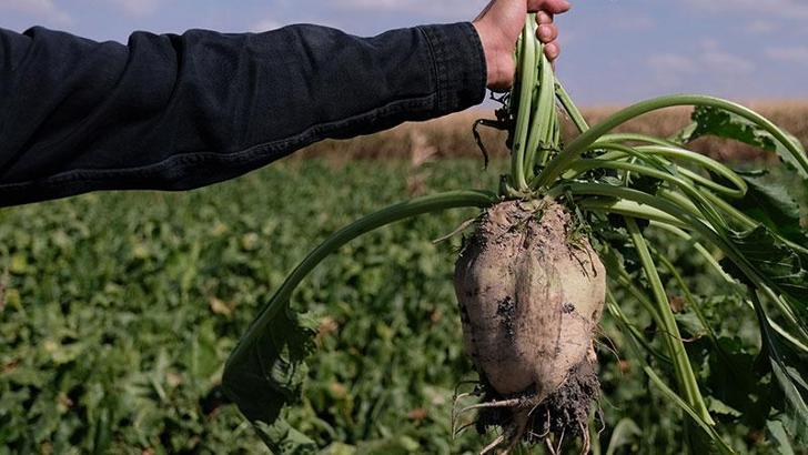 Konya Ovası'nda pancar hasadı sevindirirken, şeker oranı düşük çıktı