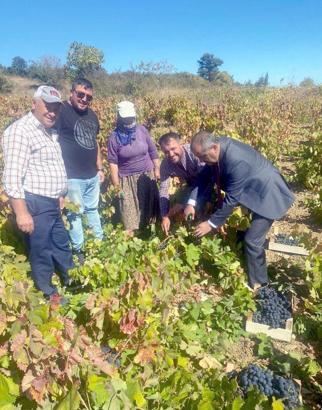 Şarköy Kaymakamı Kılınçkaya, bağ bozumuna katıldı