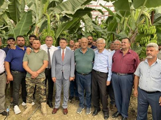 Arsuz’da muz hasadı başladı