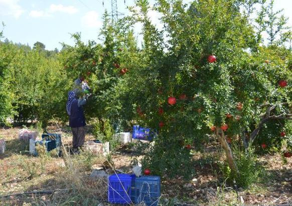 Finike'de hicaz narı hasadı başladı