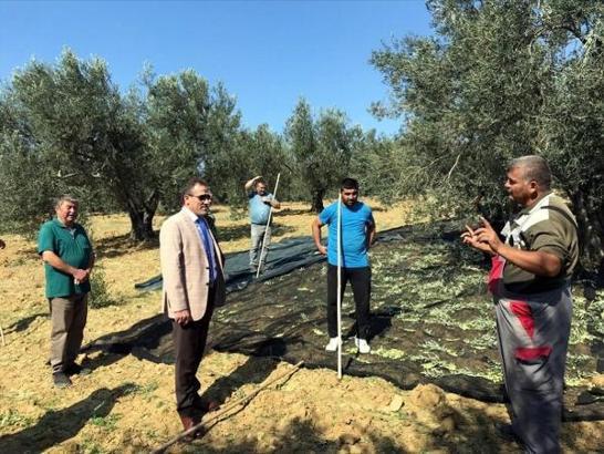 Kaymakam İlyas Memiş, zeytin hasadı yaptı