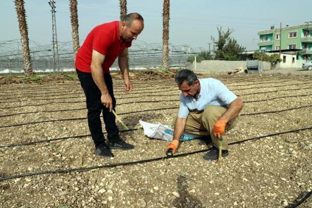 Akdeniz Belediyesi, üreticileri maralfalfa ile tanıştırdı