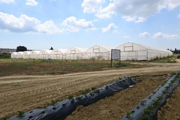 Süleymanpaşa'da kadın eli projesi kapsamında 44 sera kurayla sahibini buldu