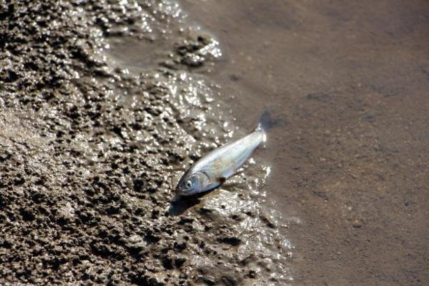 Edirne'de siyah akan derede balık ölümleri yaşandı