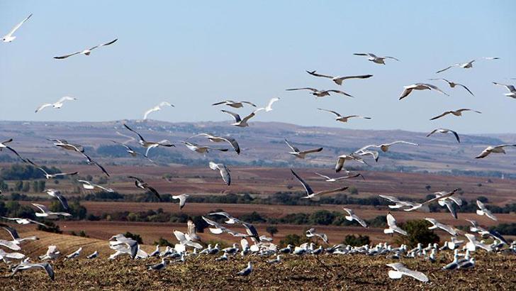 'Edirne'de martıların yediği kumruların popülasyonu yüzde 60 azaldı'