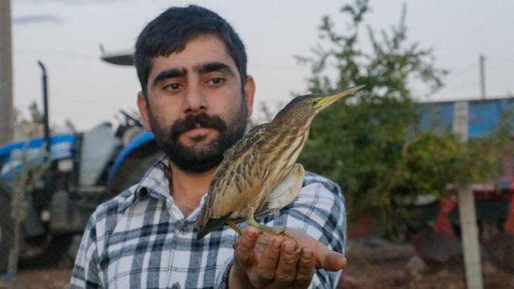 Şanlıurfa'da 'yeşil sırtlı balıkçıl' görüldü, Türkiye'de ilk olarak kayda geçti