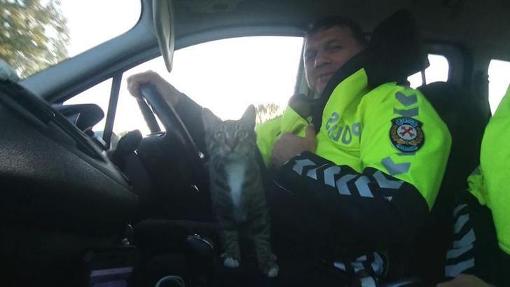 A cat got into the police car to elude dogs chasing it