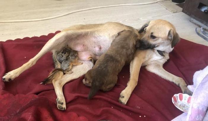 Yavru sincaplara, köpek Zeyna annelik yapıyor/ Ek fotoğraf