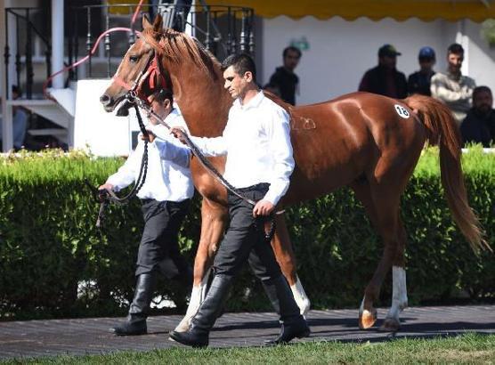 TİGEM'den 14 milyon TL'lik elit tay satışı