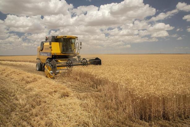 “Aliağa Bisküvilik Buğday” projesinde yeni aşama