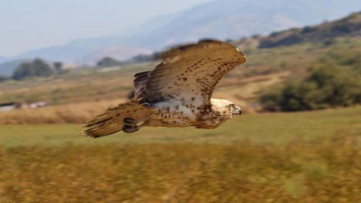 Göç yolunda bitkin düşen yılan kartalına bakım ve tedavi