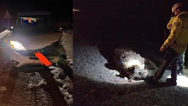 Ankara'da hafif ticari aracın çarptığı boz ayı öldü