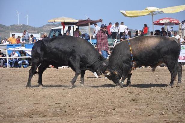 Datça'da geleneksel boğa güreşleri yapıldı, hayvanseverler tepki gösterdi