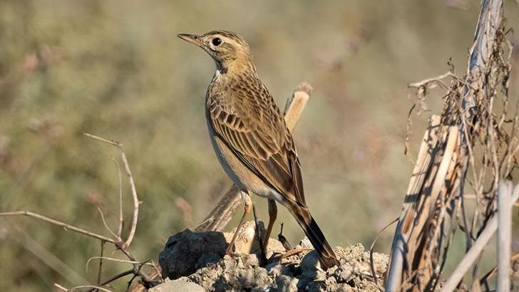 'Mahmuzlu incir kuşu' Antalya'da ilk kez görüntülendi