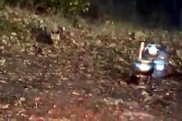 Ormanda piknik yaparken yanlarına gelen tilkiyi beslediler