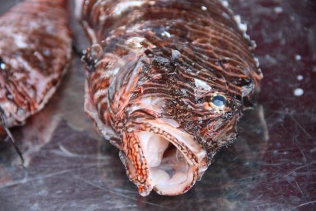 Biyolojik çeşitliğe zarar veren aslan balığı ile mücadelede av yarışması