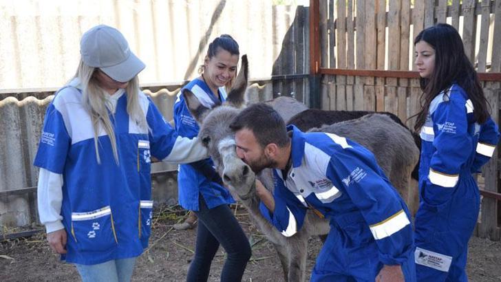 Aydın'da kaçak kesimden kurtarılan 6 hayvanı HAYTAP sahiplendi
