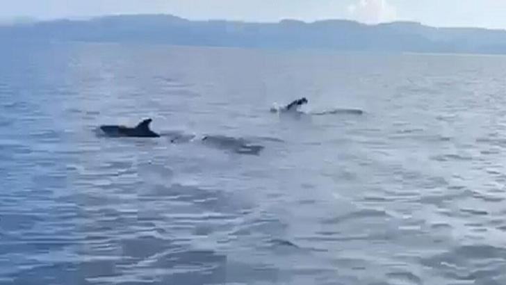 Akbük Koyu'nda yunus sürüsü görüntülendi
