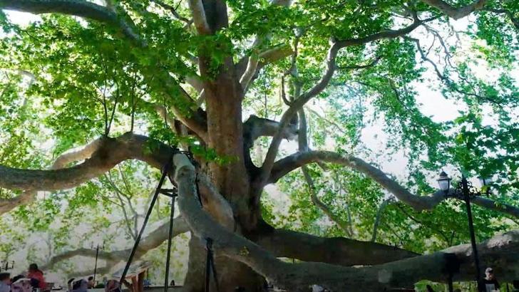 10 bin anıt ağaç, bakanlık korumasında