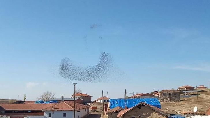 Çorum semalarında sığırcık sürüsü güzelliği