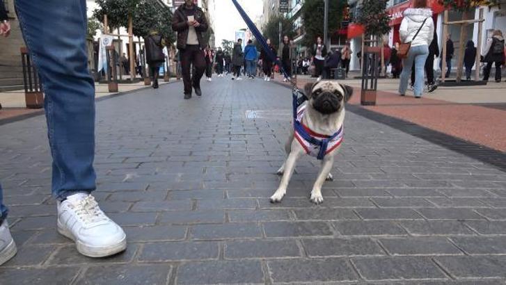 Trabzon'da sahipli köpeklere 'ağızlık' kararı tartışması