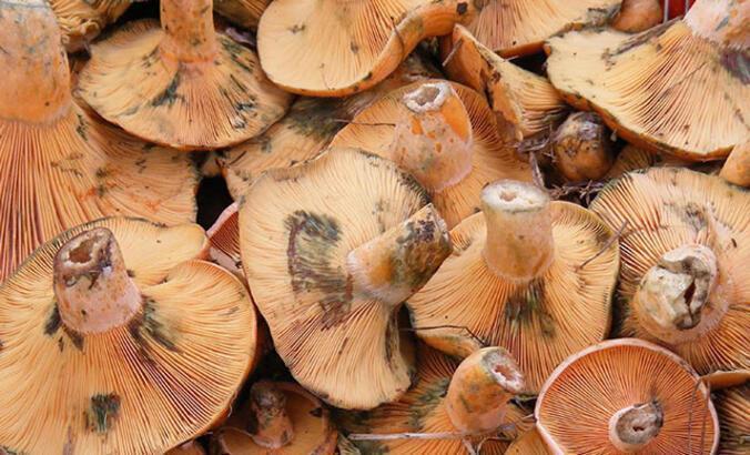 Prof. Dr. Aydın: Doğadan toplanılan mantarlar kesinlikle yenmemeli