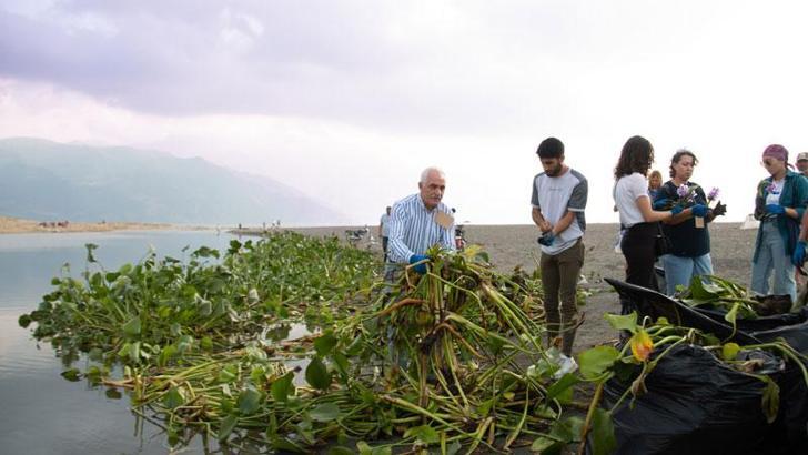 'Su sümbülü büyük felaketlere yol açan tür, biyoçeşitliliği yok edebilir'