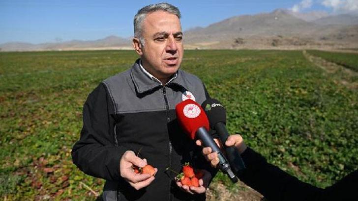 Kayseri'den Etiyopya'ya 300 bin çilek fidesi ihracı