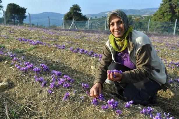 Kilosu 80 bin TL'yi bulan bitkinin hasadı yapıldı