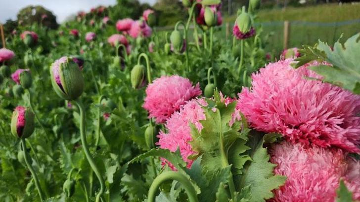 Düğünler için dekoratif çiçek yetiştirdiğini düşünürken yasaklı haşhaş yetiştirdi