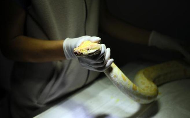 El koyulan albino piton yeni yuvasında