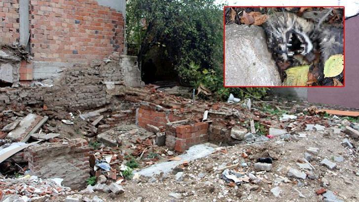 Edirne'de kedi ölümleriyle ilgili soruşturma başlatıldı